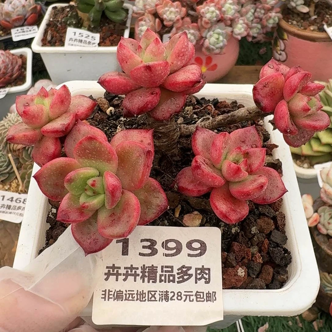 1399一物一拍（满28包邮）