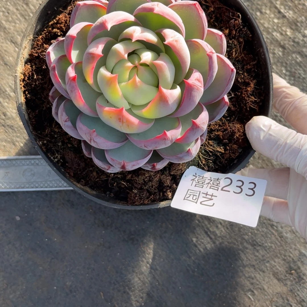 葉***233惊鸿仙子多肉植物……
