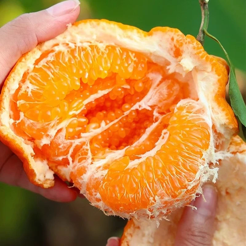 【春见耙耙柑】2025四川水果新鲜丑橘粑粑柑丑八怪蜜桔子蜜橘现摘