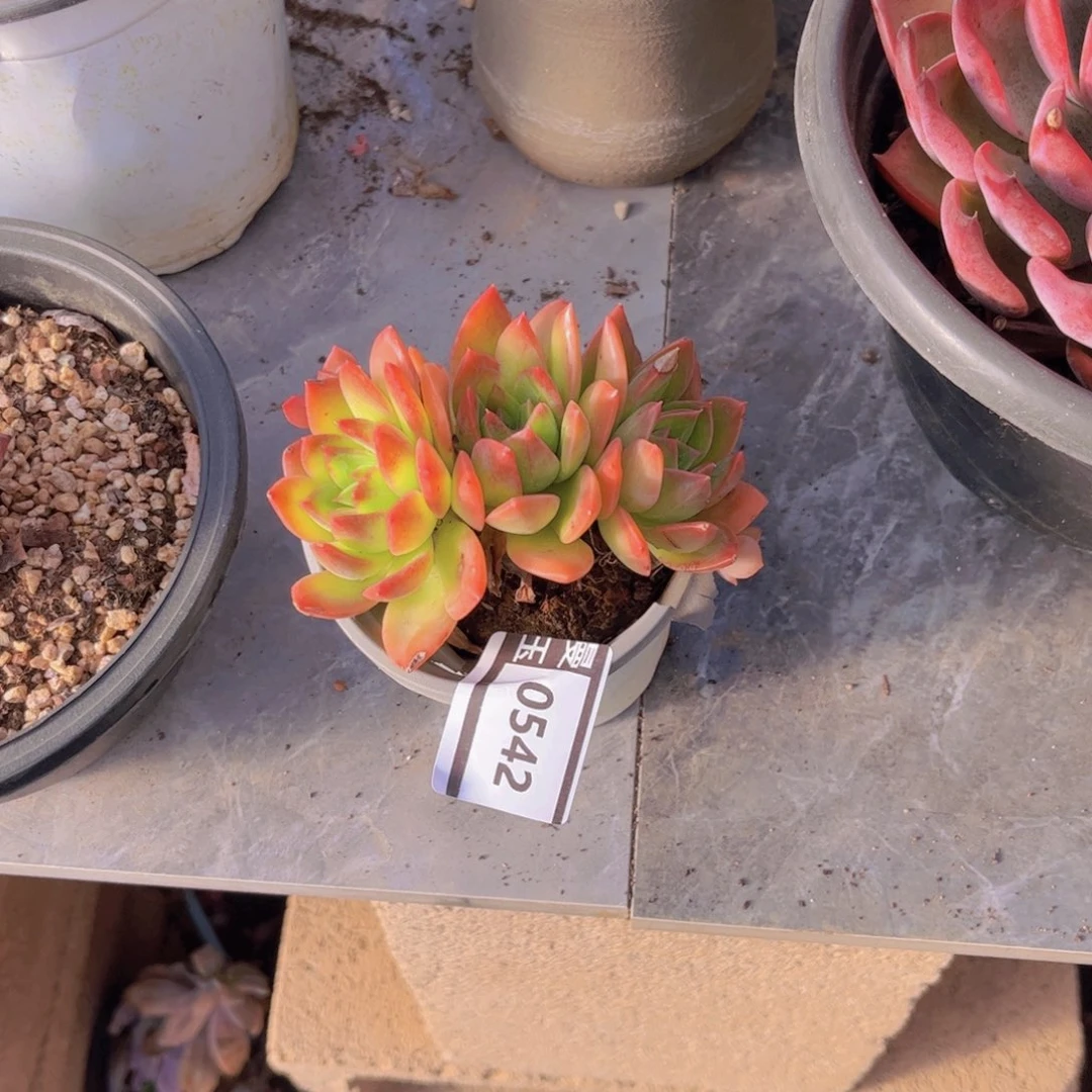 翠鸟多肉植物0542