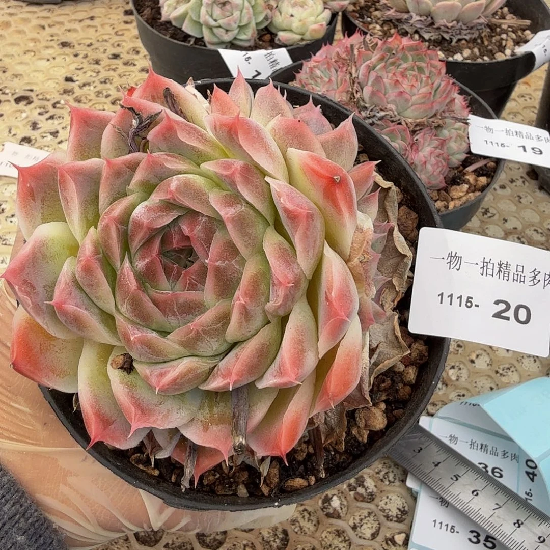 1115-20多肉珍妮一物一拍