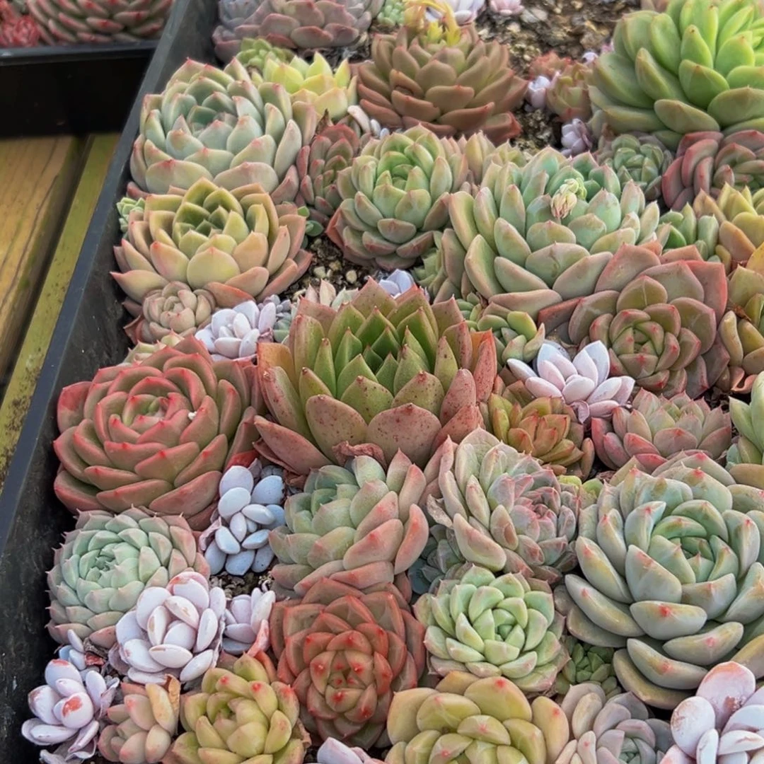 806多肉葡萄领导人物