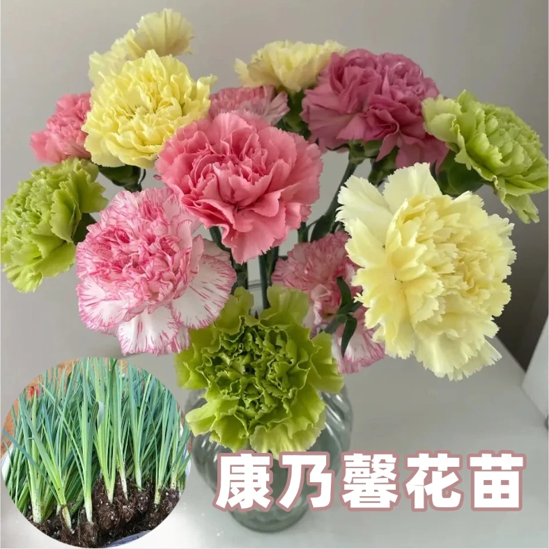 【特价】高杆康乃馨花苗重瓣花原土发货多年生盆栽庭院新手种植好养