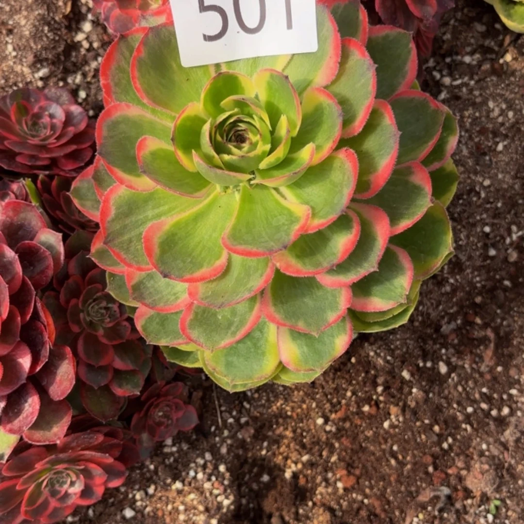 哈哈多肉葡萄福利501