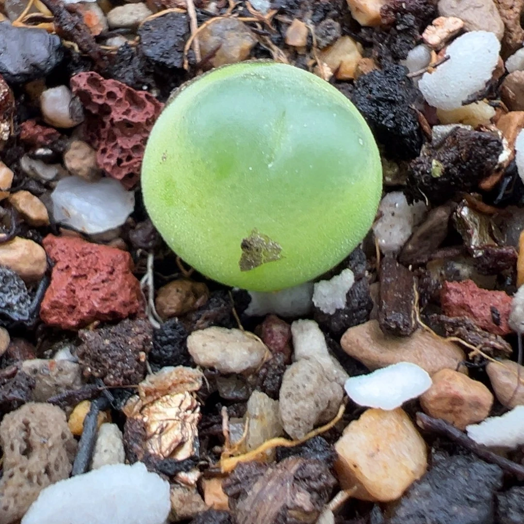 10.24好看的多肉脱土发货377