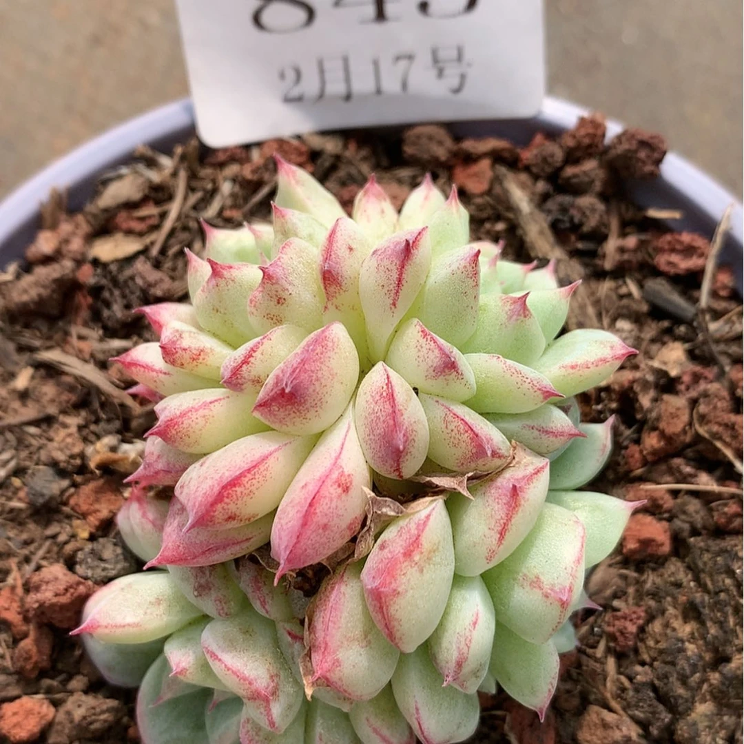 【闪购商品】云845号