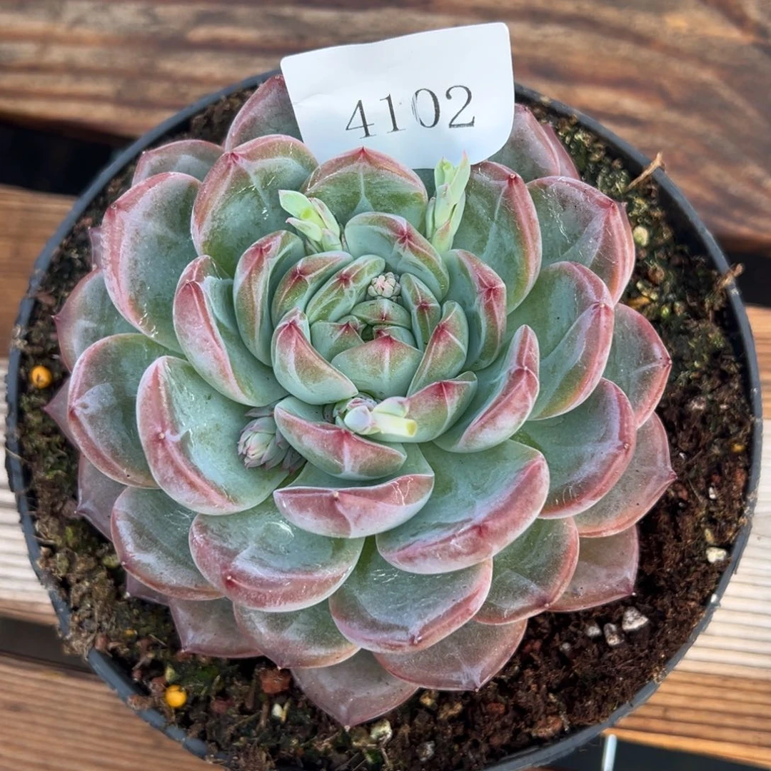 冬****万4102多肉多多多多得多