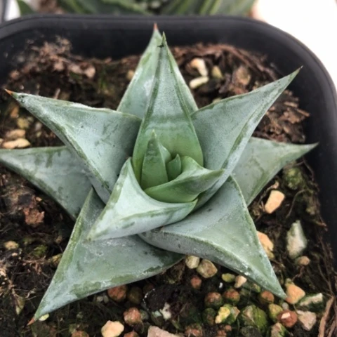 青瓷塔硬叶硬叶子