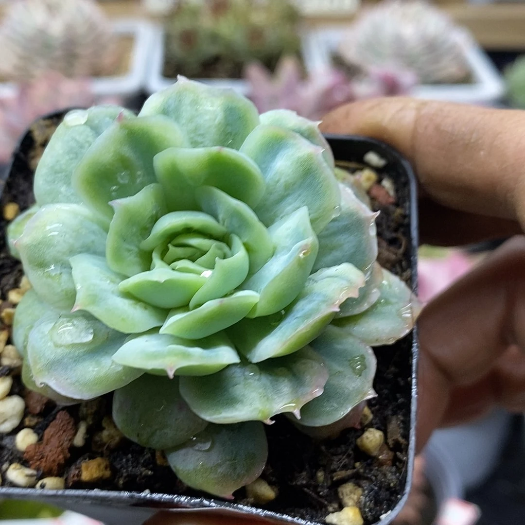 16182 泡泡纱裙多肉