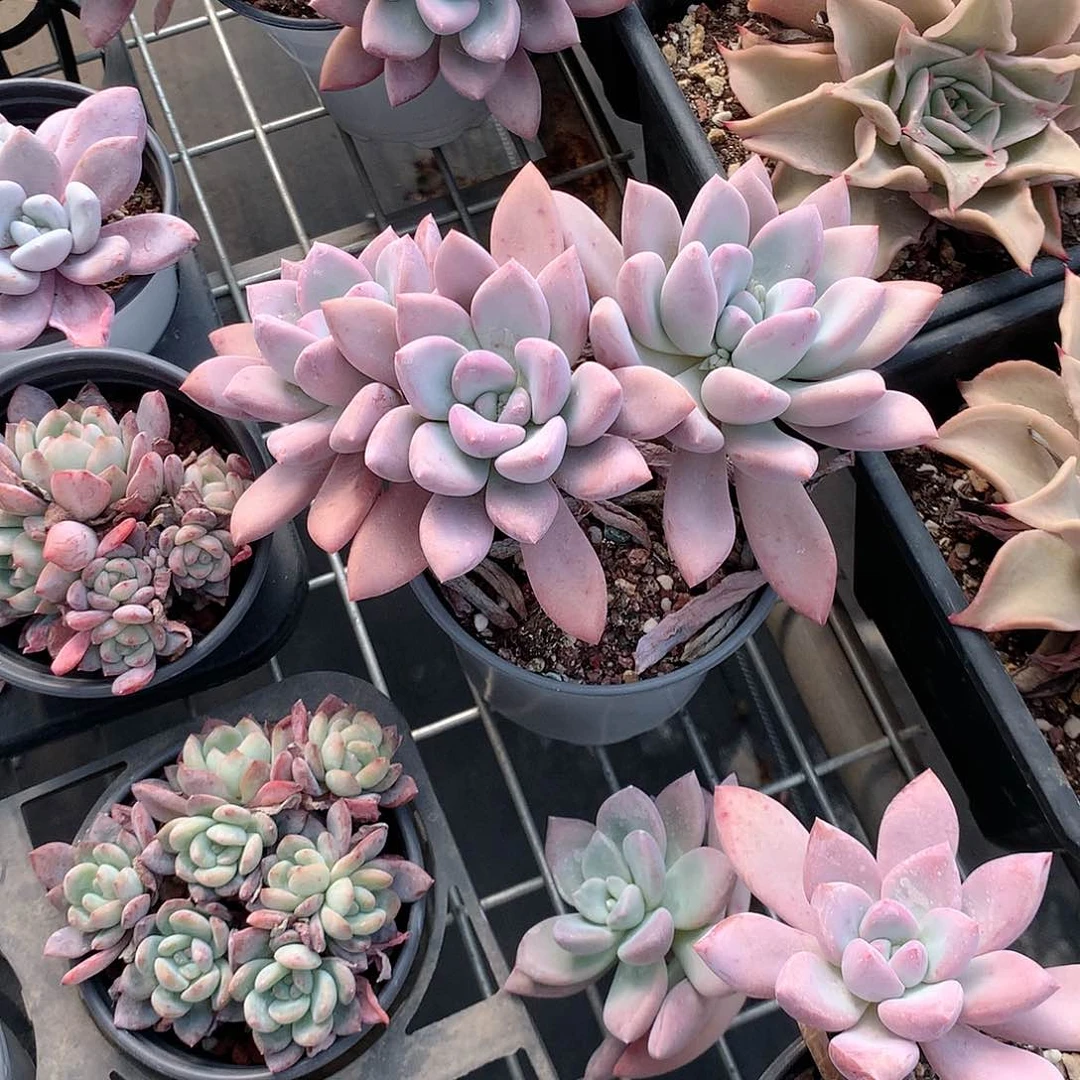 奥普琳娜多肉植物