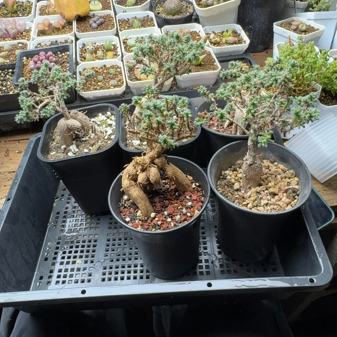 薄****姬红小松多肉。