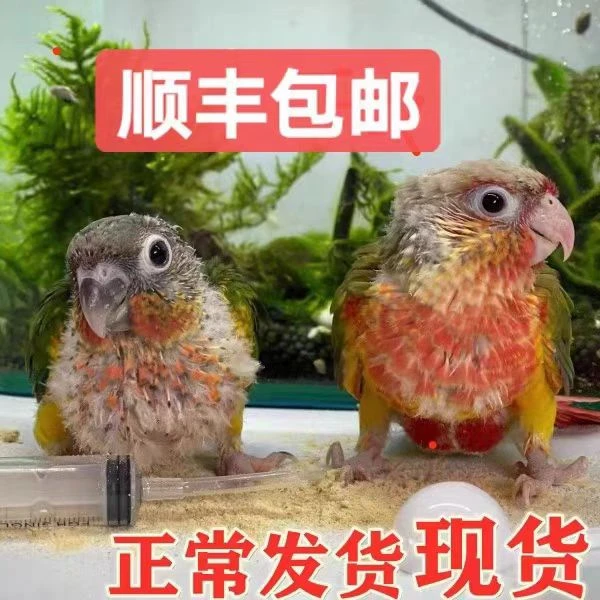 鹦鹉幼鸟，半毛手养