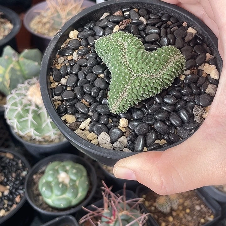 实生菊水醉化仙人球