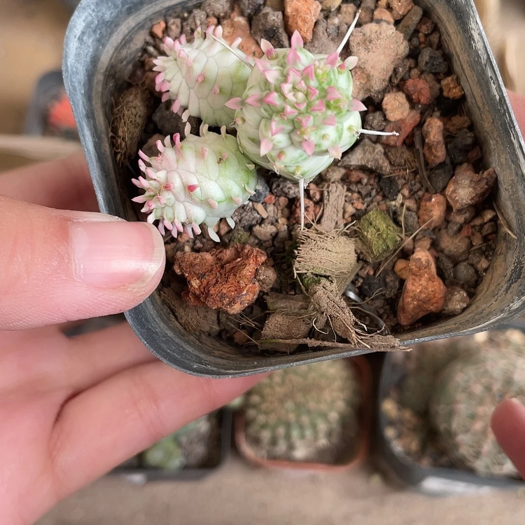 689白桦麒麟（满18元包邮