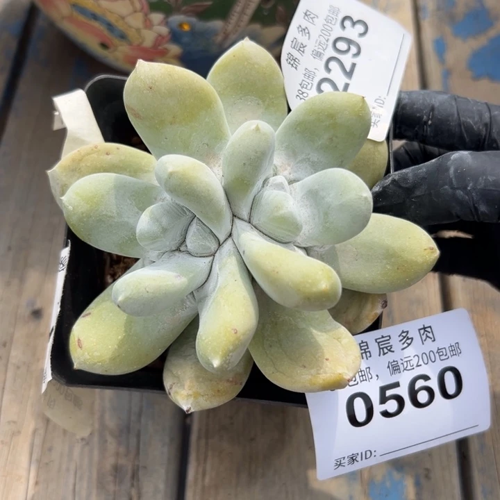 福利拇指～一物一拍0560