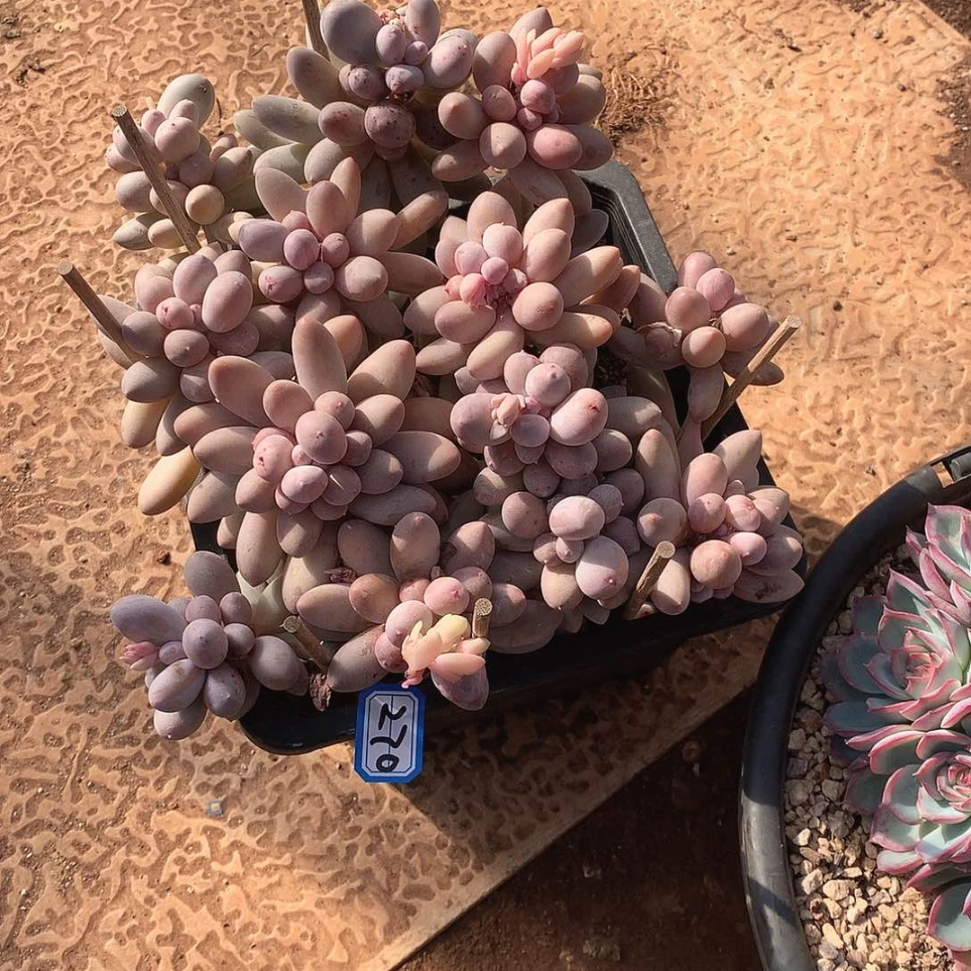 270汤圆 一物一拍多肉