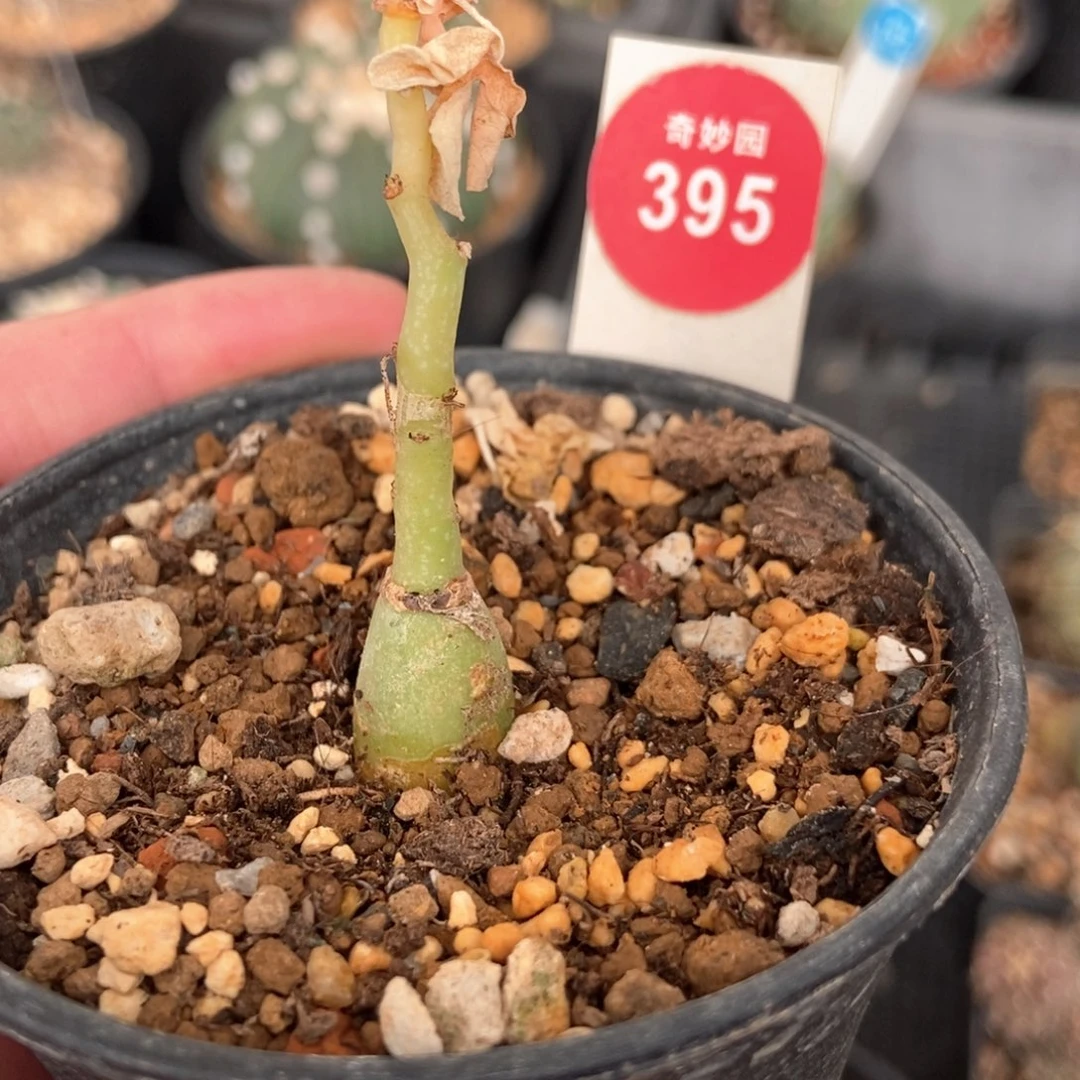 疑似幻蝶曼一棵仙人球