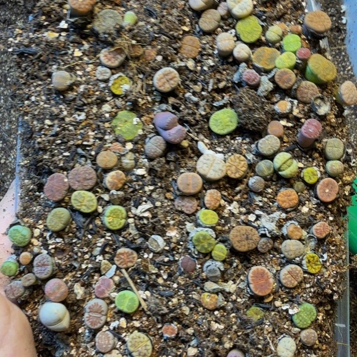 谢***谢多肉葡萄的季节了吗V