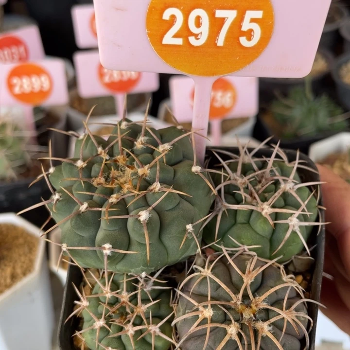 实生仙人球一盒2975