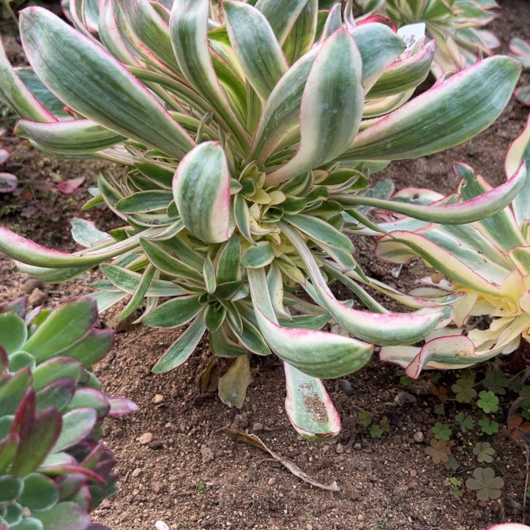 43烈焰多肉多肉炖肉