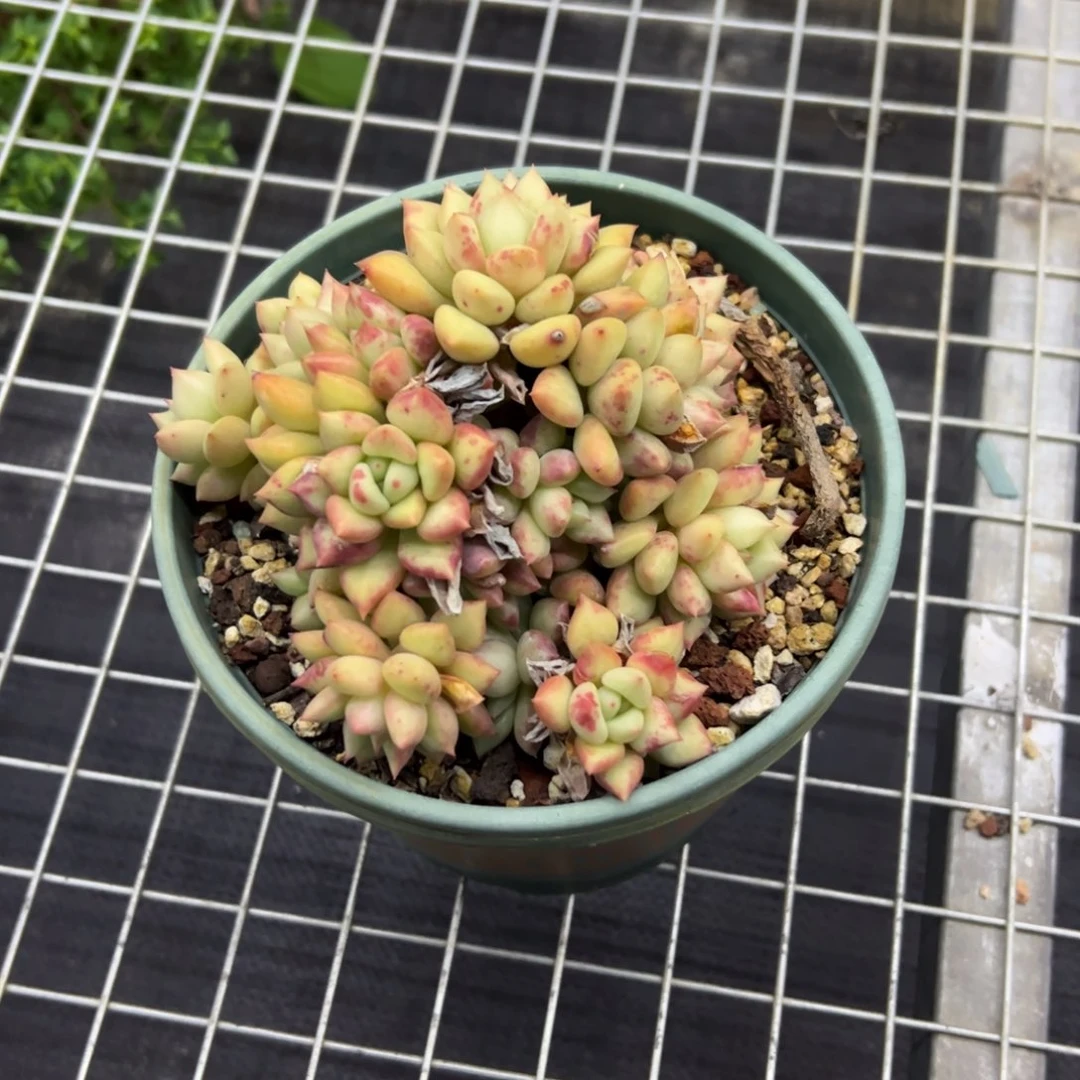 臭***宝象牙25 零零多肉植物