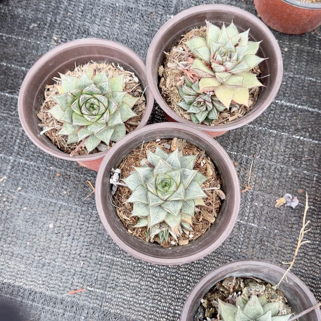 无花朵百合锦单头