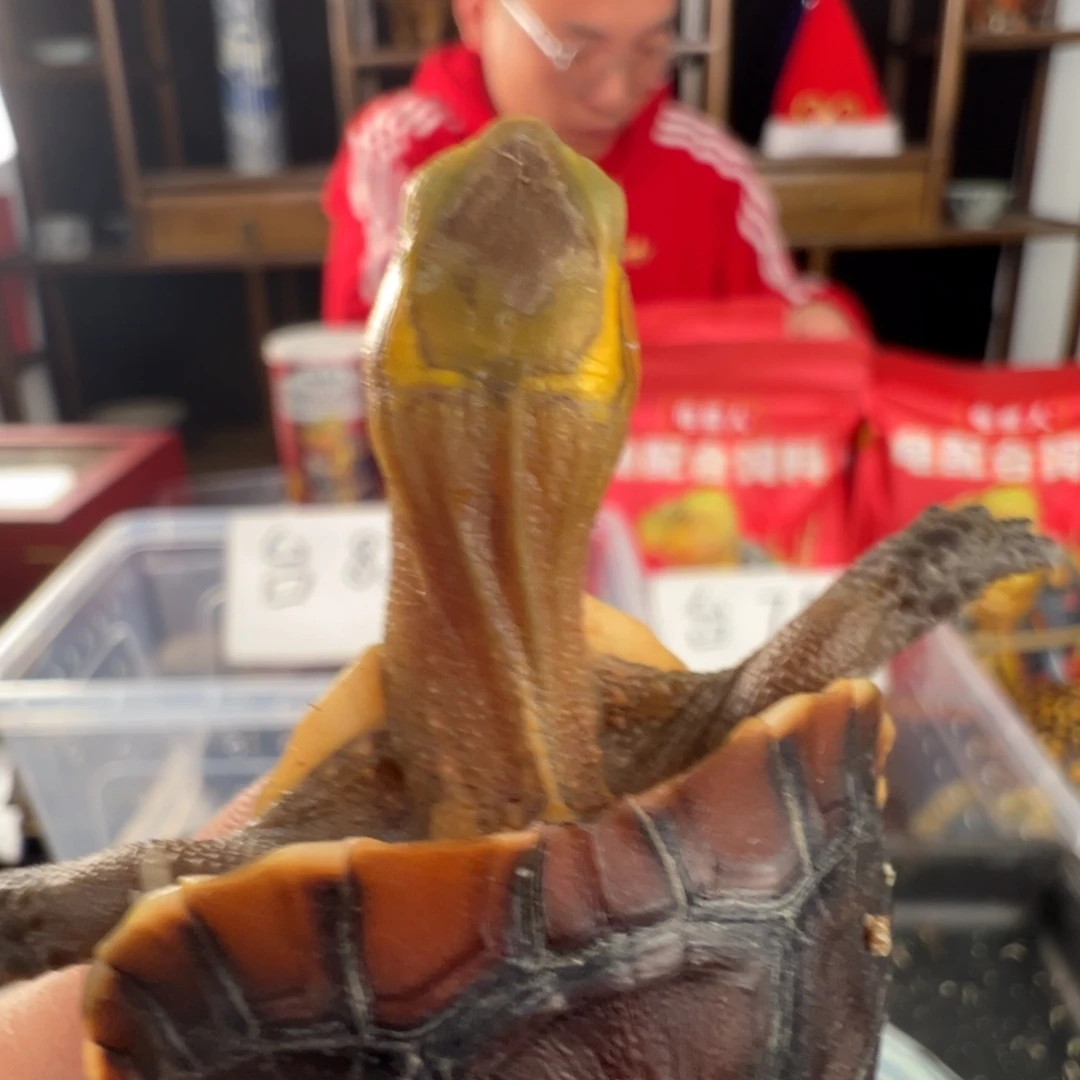 母长**O头牛牛安猛