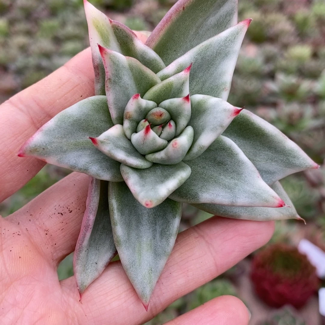 无花朵121 号东云系多肉植物