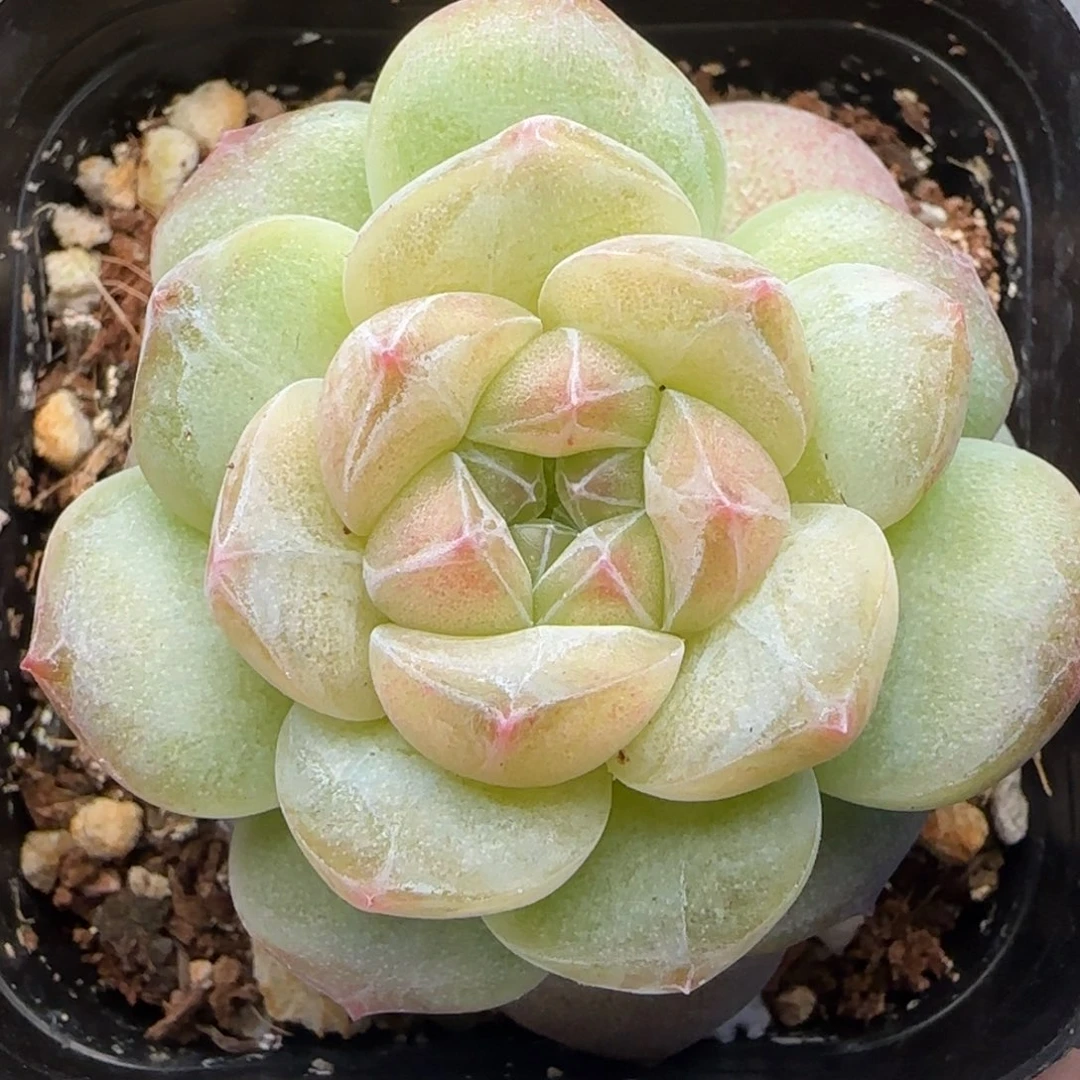 【满29包邮非偏远】704