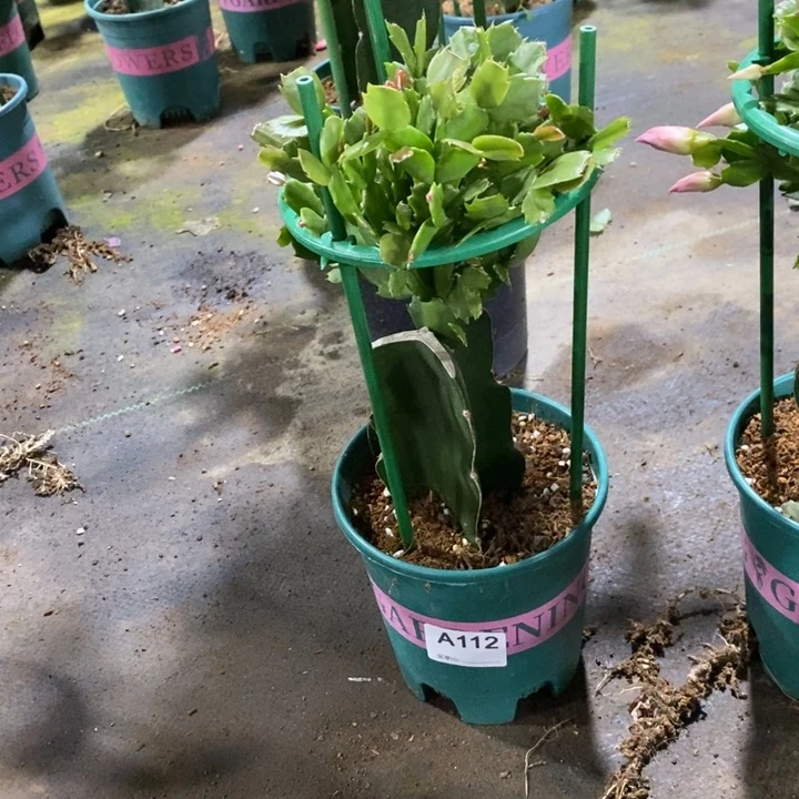 大部分花苞少量开放112嫁接066