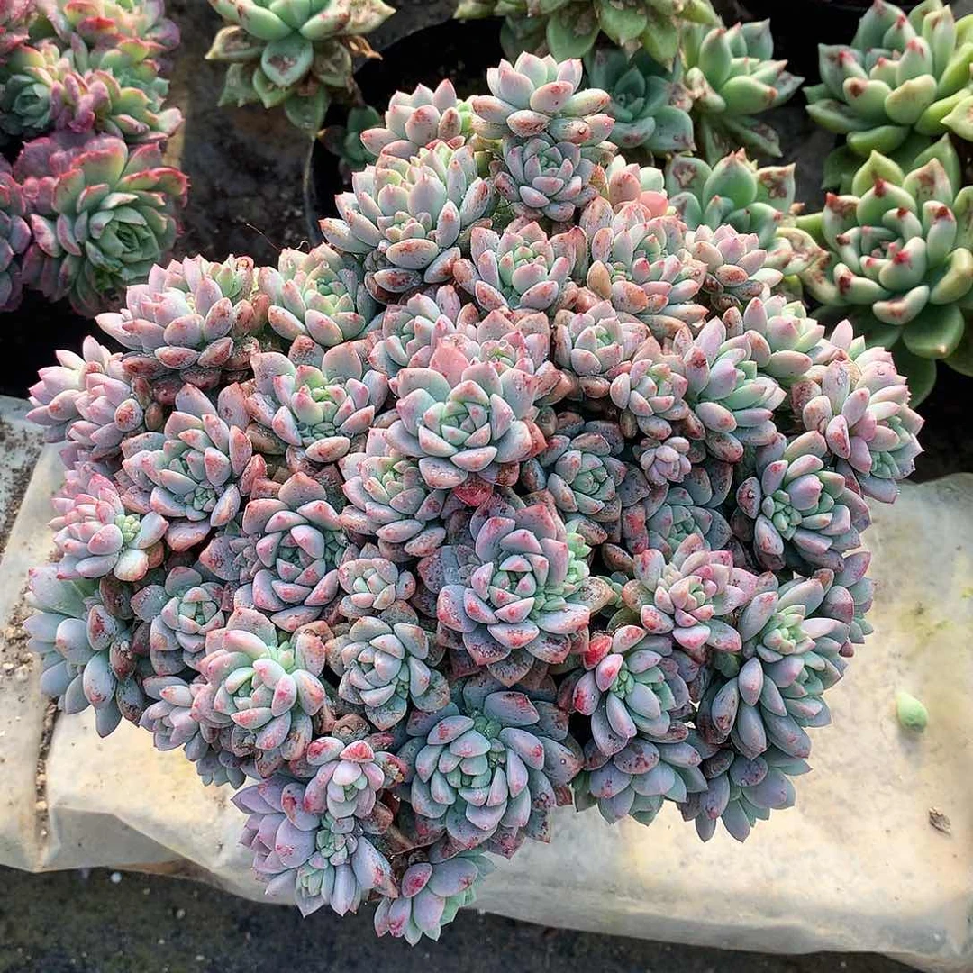 粉曼不包整散一物一拍