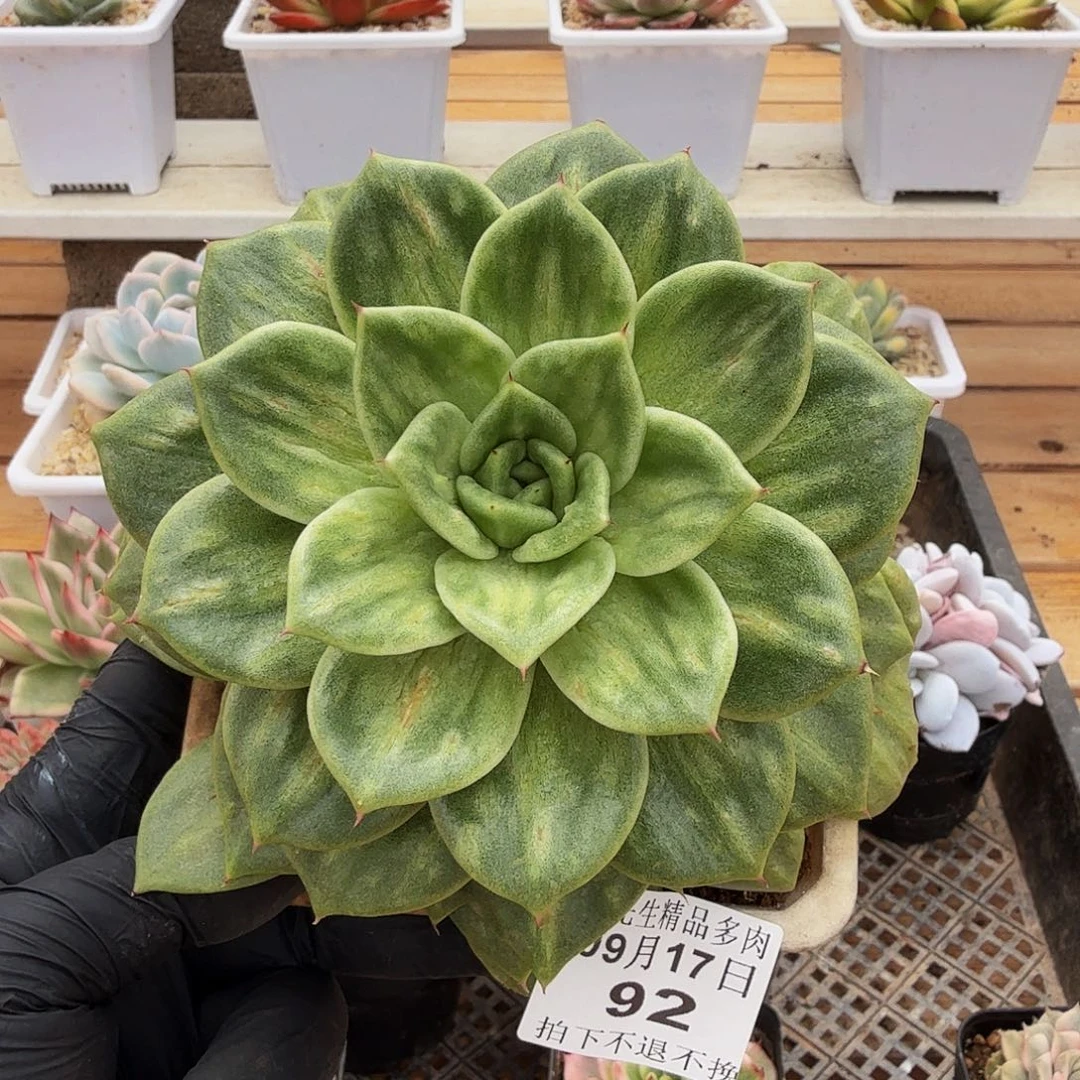 0917-92山塔玛丽亚锦