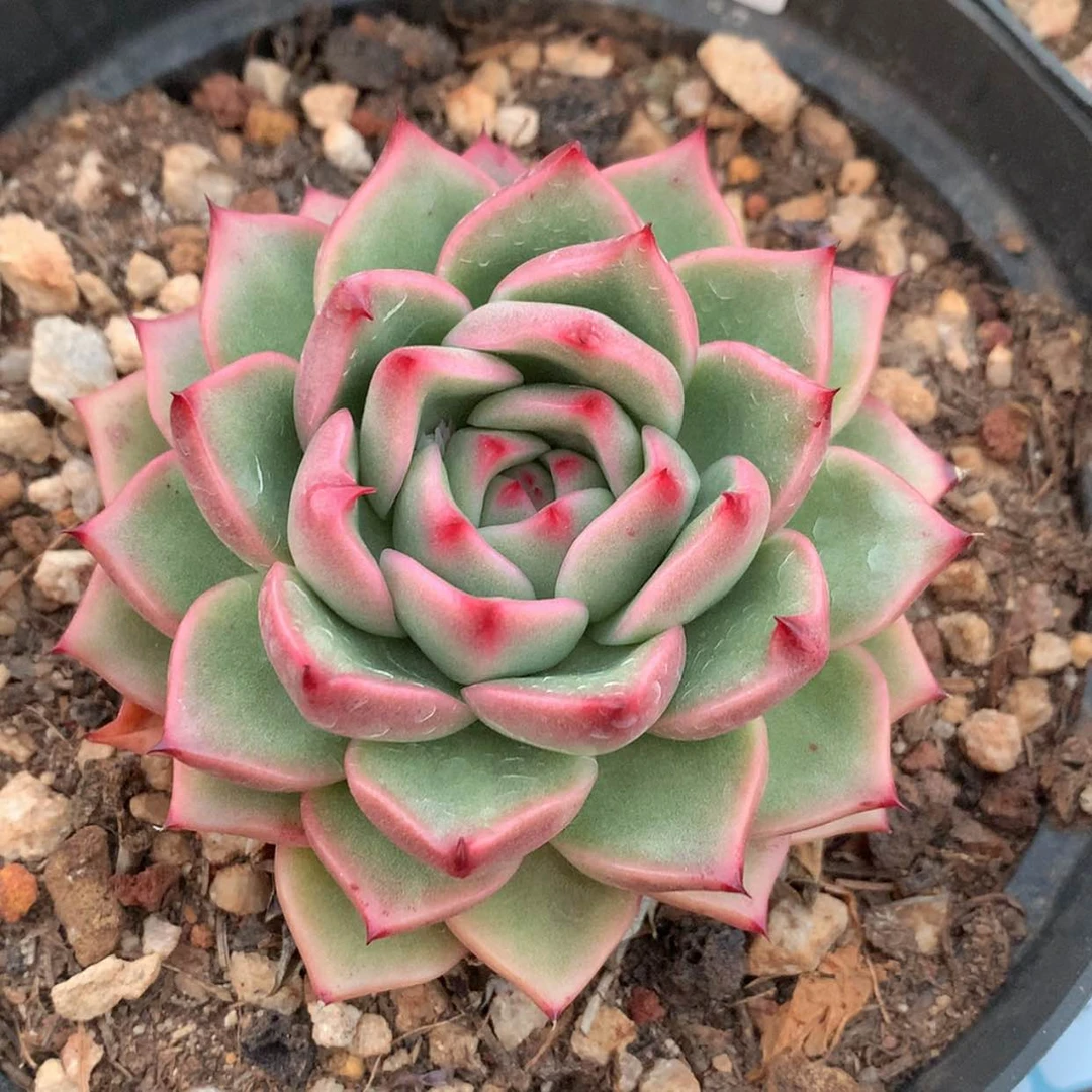 【闪购商品】云753号