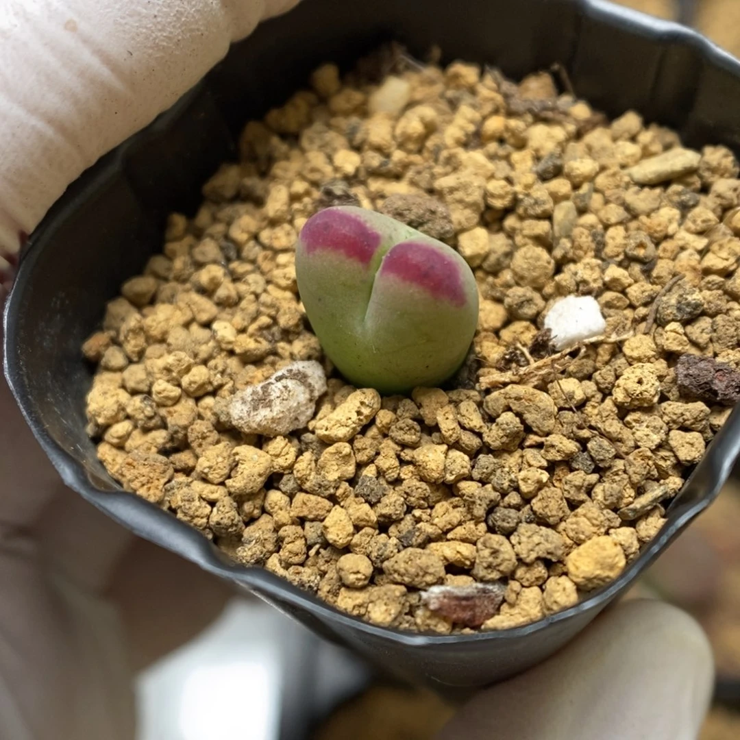 多肉植物肉锥杂交K-3165