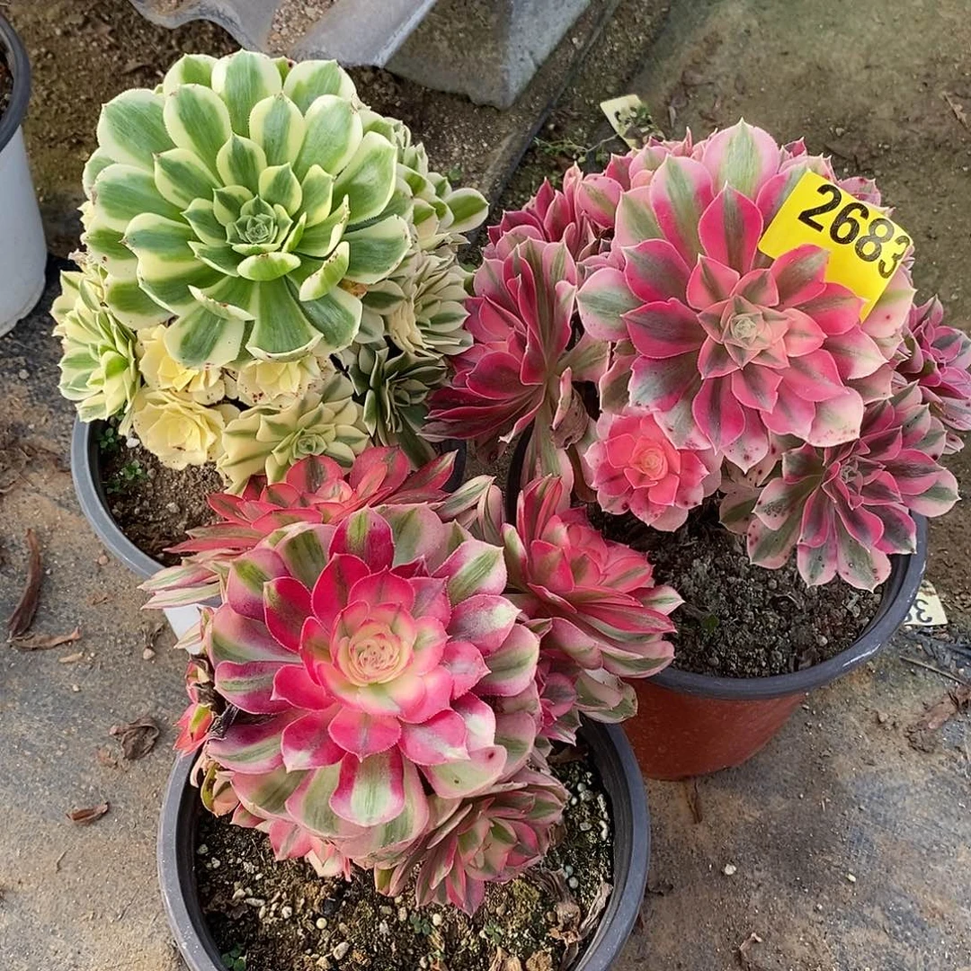 组合三颗小颗000002683