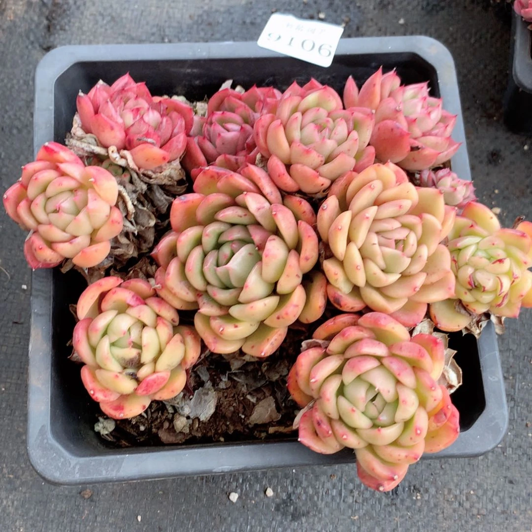 9106杂交多肉植物基地