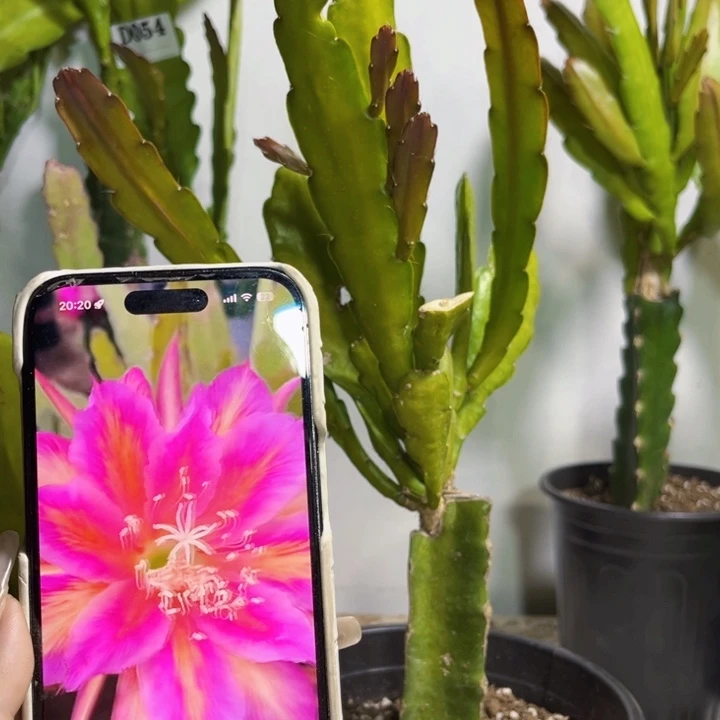 当前无花栽培后可以开花186