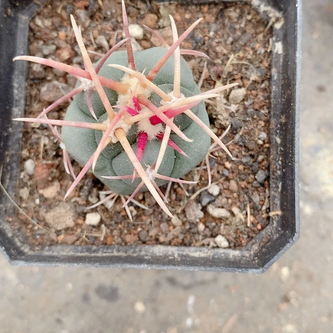 用****7实生高木绯冠龙3公分多