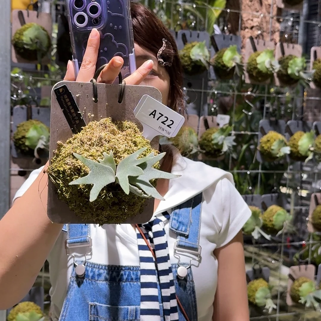 不开花植物A722-细菌孢子苗