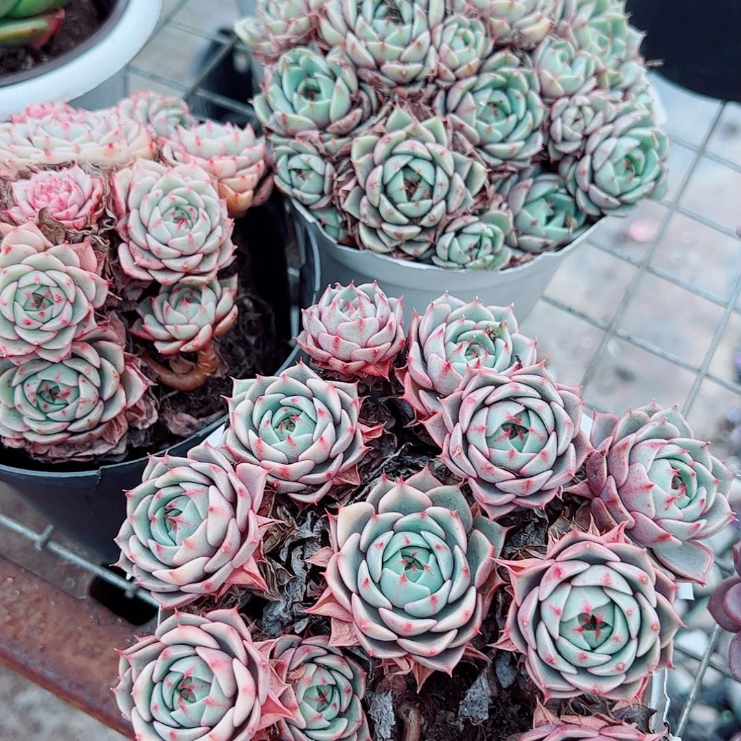 苯巴蒂斯多头造型精品特价