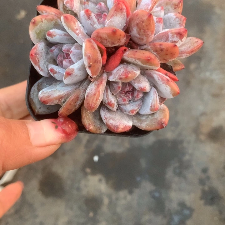 橙子四头。一物一拍。包邮