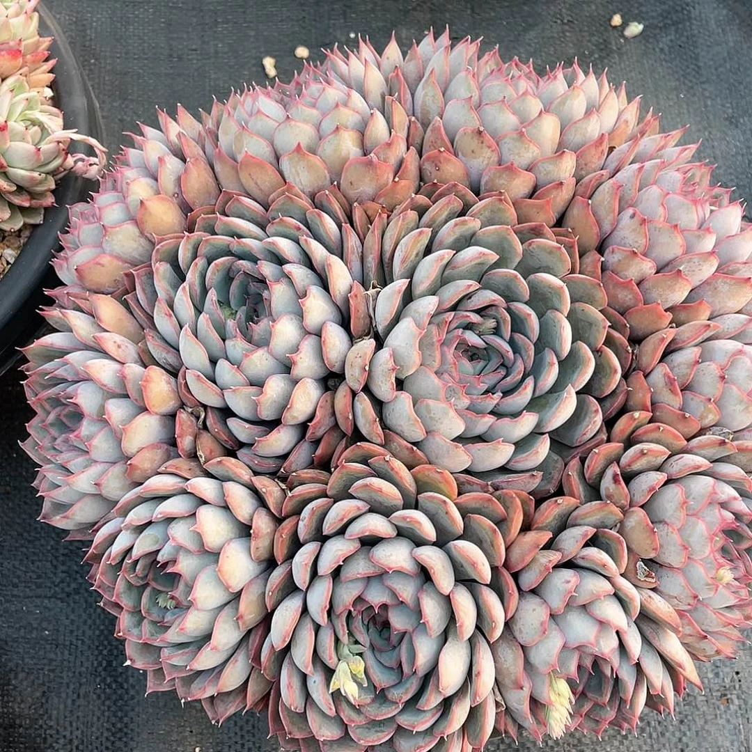 梦****灯多肉植物一物一拍