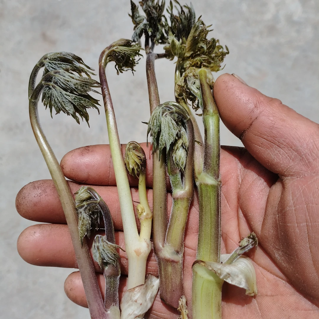 （焯水冻）围场野生苦力牙叶，来自大山的问候（野不支持退货）