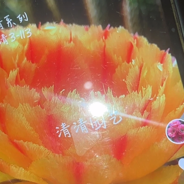 清清3-113根瑕疵仙人球