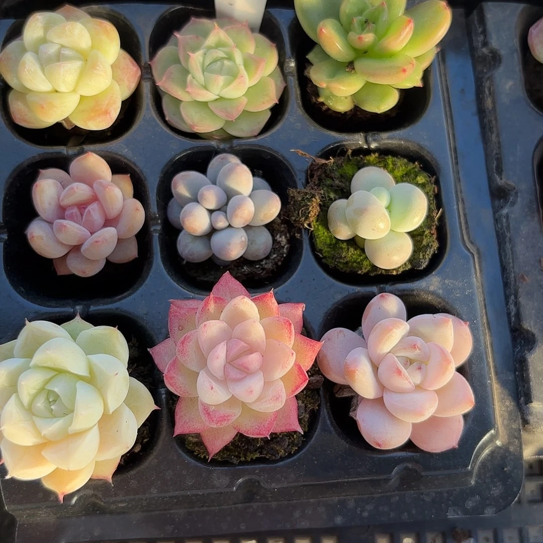 精品小穴苗组合多肉9颗