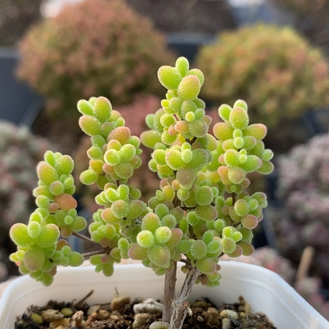 蜜橘糖球4327枝干番杏