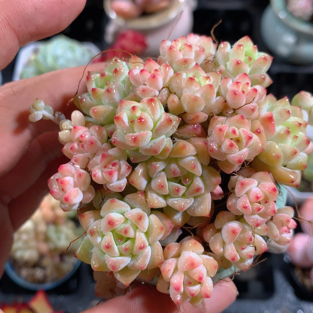 5CM拇指盆精控多肉ZG789