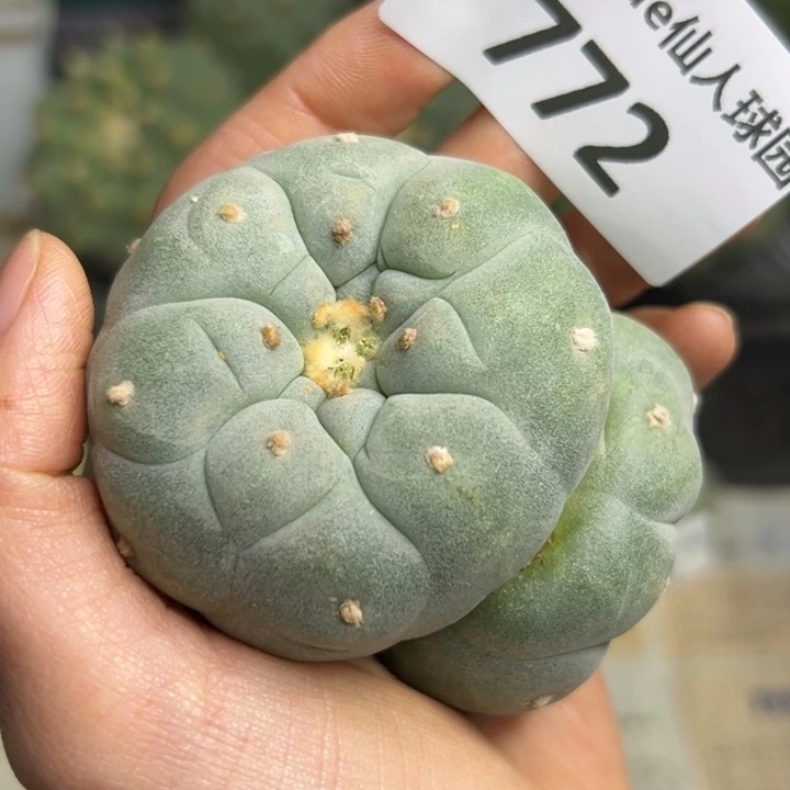 772 无根 仙人球的故事是