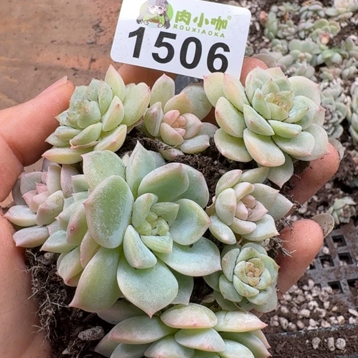 无花朵多肉植物多肉植物