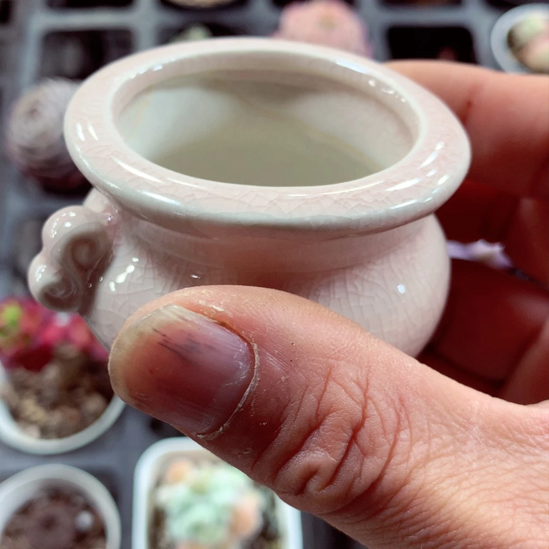 5厘米盆精控多肉陶瓷盆